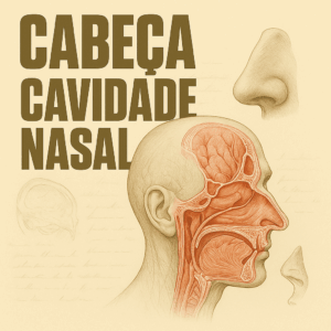 Cabeça Cavidade Nasal