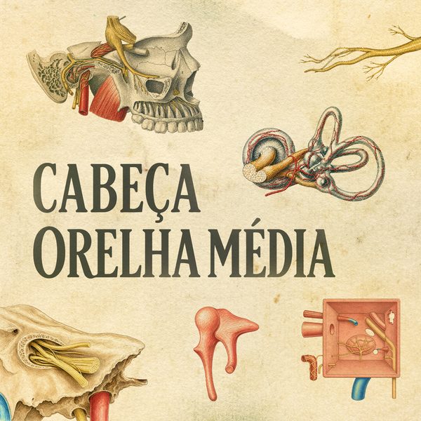 Cabeça Orelha Média