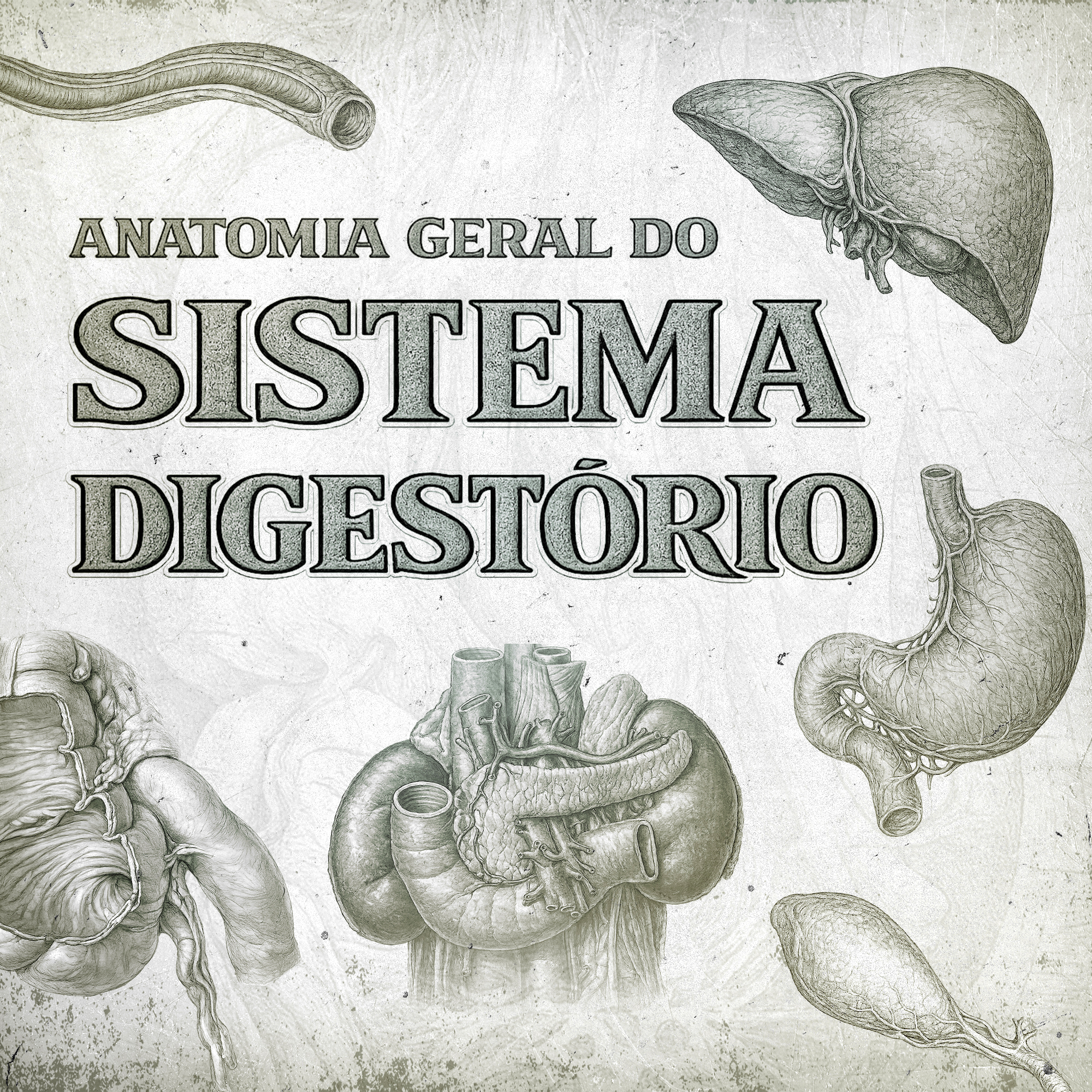 Anatomia Geral do Sistema Digestório