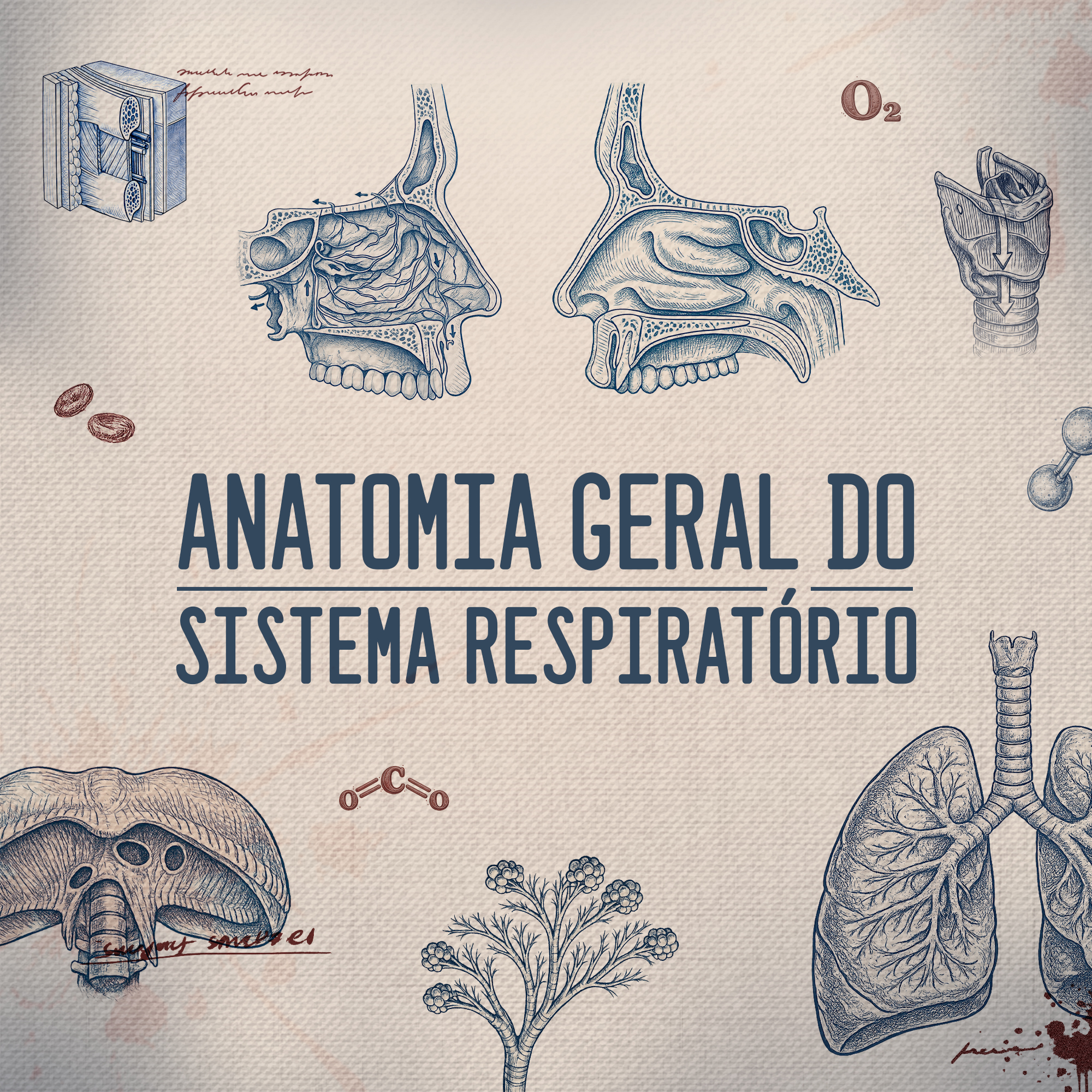 Anatomia Geral do Sistema Respiratório